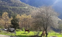 PEFC Italia in Val Borbera per parlare di certificazione forestale