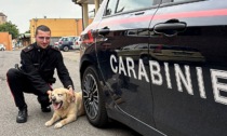 Alessandria: i Carabinieri ritrovano Harley e lo riportano a casa