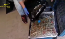 In valigia 13 chili di marijuana: arrestato un corriere in arrivo dalla Spagna