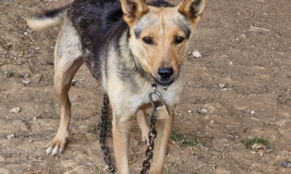 Le guardie zoofile salvano un cane e quattro cuccioli: vivevano di stenti in una cascina a Quargnento
