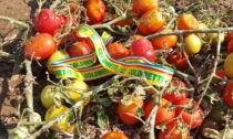 Coldiretti: a rischio la filiera del pomodoro, dopo la grandine a Lobbi e Castelceriolo