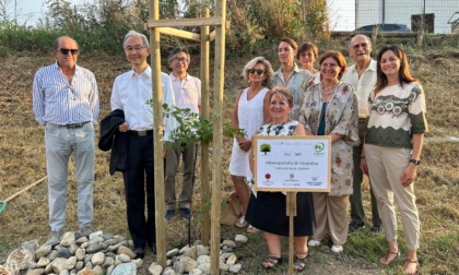 Il germoglio della resilienza cresce a Casale Monferrato: piantato l'albero sopravvissuto all'atomica