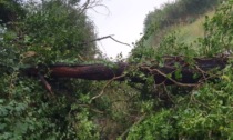 Maltempo nell'Alessandrino: forti raffiche di vento e alberi caduti. Black out in alcune zone di Alessandria