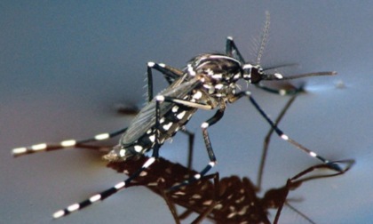 West Nile Virus: il vademecum della Regione Piemonte per prevenirla e riconoscere il contagio