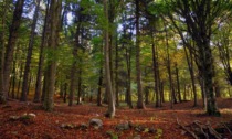 Il Piemonte celebra la festa degli alberi: ampliato record di piante monumentali