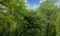 "Alberi per il Futuro": il M5S di Novi Ligure celebra la Giornata Nazionale dell'Albero