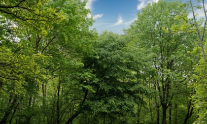 "Alberi per il Futuro": il M5S di Novi Ligure celebra la Giornata Nazionale dell'Albero