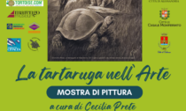 Alessandria, da mercoledì 4 la mostra "La Tartaruga nell'Arte" al Chiostro di Santa Maria di Castello