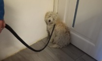 A Pontestura salvato un cane rinchiuso da un mese in uno sgabuzzino