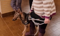 Una cucciola di lupa ospite speciale alla presentazione de "Le stagioni della Pietra Verde"