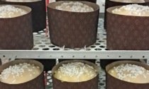 Panettone e pandoro: torna, puntuale, la dolce sfida di Natale