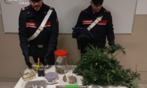 Trovato con una piantagione di marijuana in casa: agli arresti domiciliari 40enne di Vistrorio