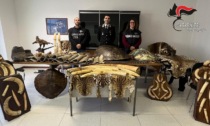 Masserano, Carabinieri Forestali scoprono collezionista abusivo di pelli animali, 95 reperti sequestrati